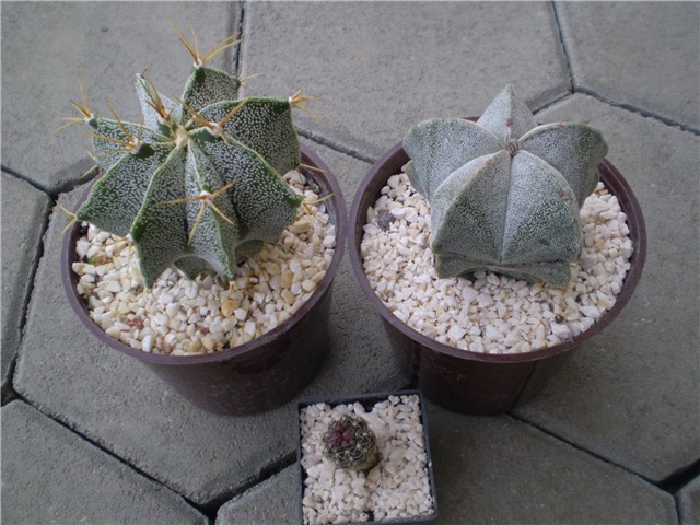 astrophitum